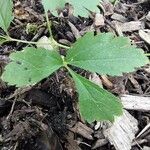 Sanicula canadensis Feuille