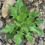 Crepis pulchra Hoja