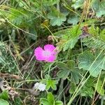 Dianthus alpinus Blomma