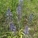 Scilla hyacinthoides 整株植物