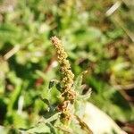 Chenopodium bonus-henricus Fleur