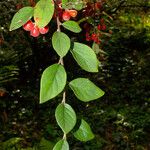 Cotoneaster pannosus Φύλλο