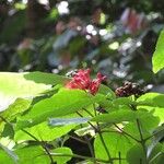 Clerodendrum speciosissimum Hábito