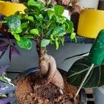 Ficus microcarpaCasca