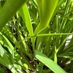 Iris graminea বাকল