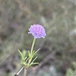 Scabiosa canescens फूल