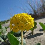 Abronia latifolia Flower