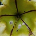 Solandra grandiflora Цвят