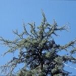 Pinus lambertiana Hábito