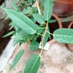 Ficus cordata Blad