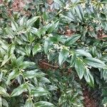 Sarcococca orientalis Leaf