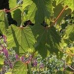 Vitis riparia x Vitis rupestris Other