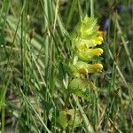 Rhinanthus major Flower