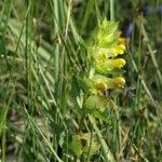 Rhinanthus major Квітка