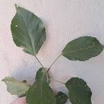 Croton sylvaticus List