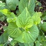 Viola striata Leaf