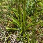Dactylorhiza traunsteineri Liść