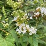 Buddleja albiflora Květ