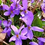 Viola alba Blodyn