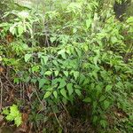 Clematis recta Likasa