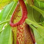 Nepenthes mirabilis Virág
