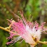 Calliandra surinamensisᱵᱟᱦᱟ