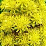 Aeonium undulatum Flower
