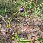 Dianella ensifolia Frucht