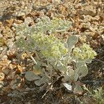 Eriogonum robustum Hábito