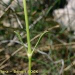 Saponaria bellidifolia Escorça