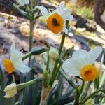 Narcissus tazetta Kwiat