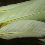 Hylaeanthe unilateralis Hoja