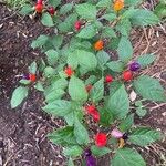 Capsicum frutescens 果實