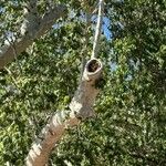 Platanus racemosa Folio