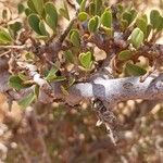 Maerua crassifolia Hoja