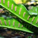 Asplenium scolopendrium ᱡᱚ