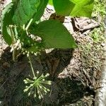 Aralia nudicaulisFloro