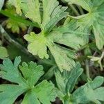 Geranium dissectum 葉