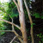 Stewartia pseudocamellia Cortiza