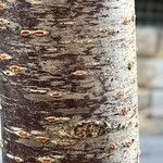 Prunus sargentii Bark