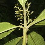 Miconia trinervia Leaf