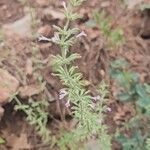 Micromeria graecaFlower