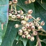 Cotoneaster glaucophyllus Fruit