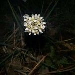 Teesdalia nudicaulis Flor
