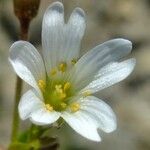 Cerastium cerastoides Квітка