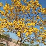 Handroanthus ochraceus Flower