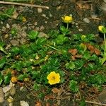 Potentilla brauneana Vekstform