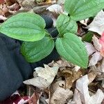 Smilax tamnoides Leaf