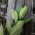 Geniostoma vestitum Plante entière