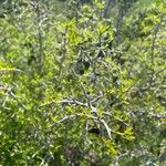 Forestiera angustifolia Лист